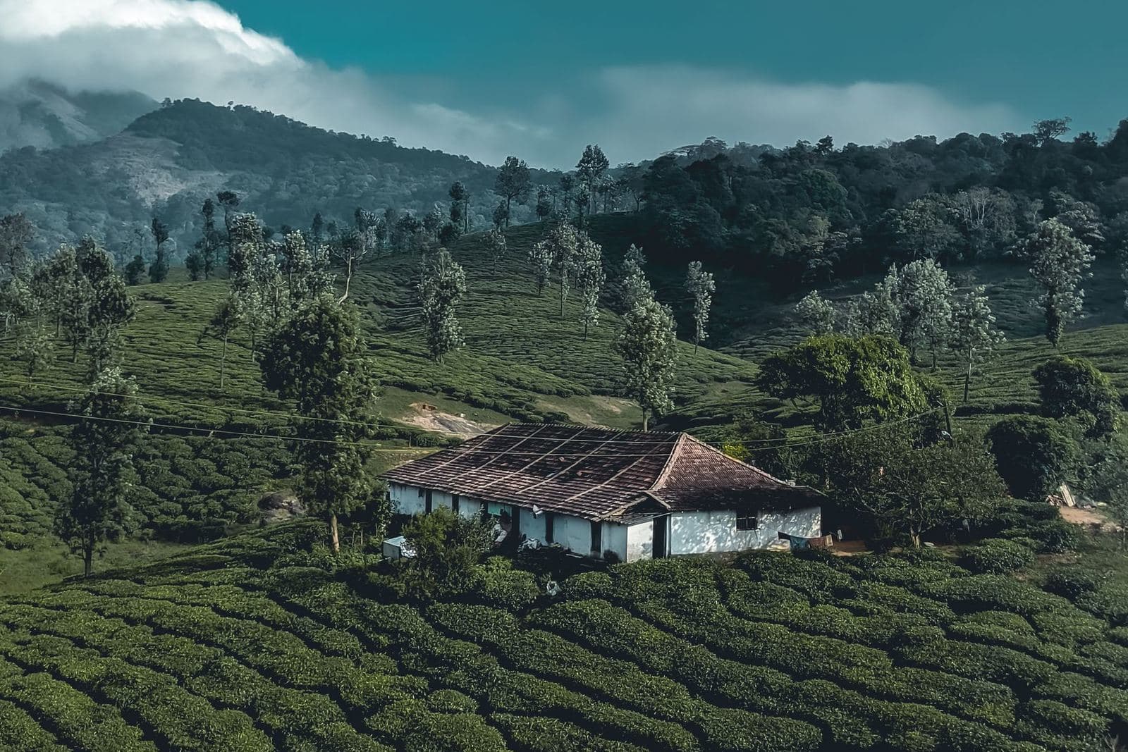 Bungalow among tea plantations