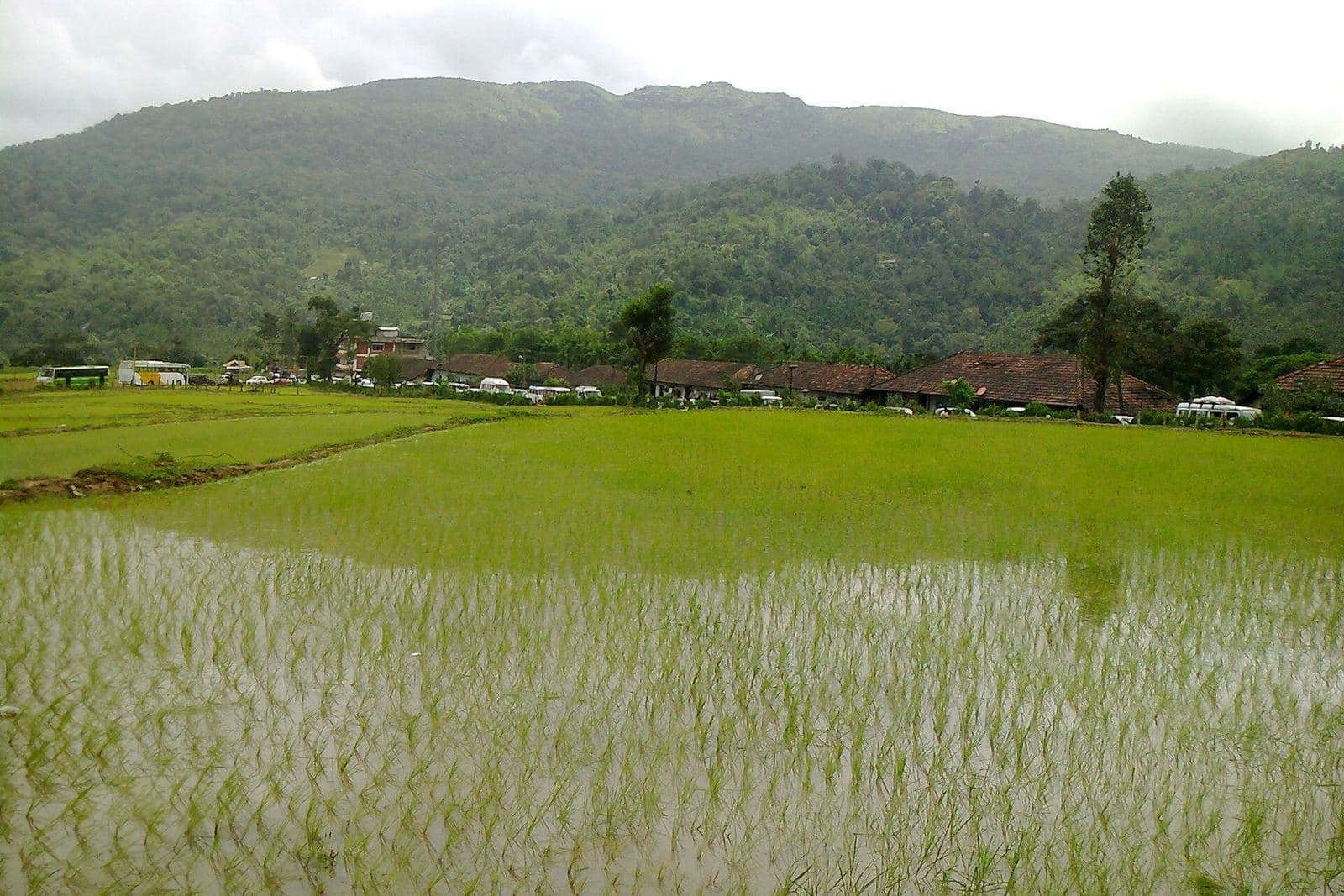 Paddy fields beneath the hills of Chikmagalur