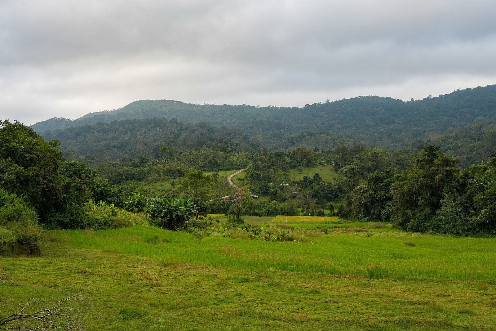 Green hills and meadows in Coorg