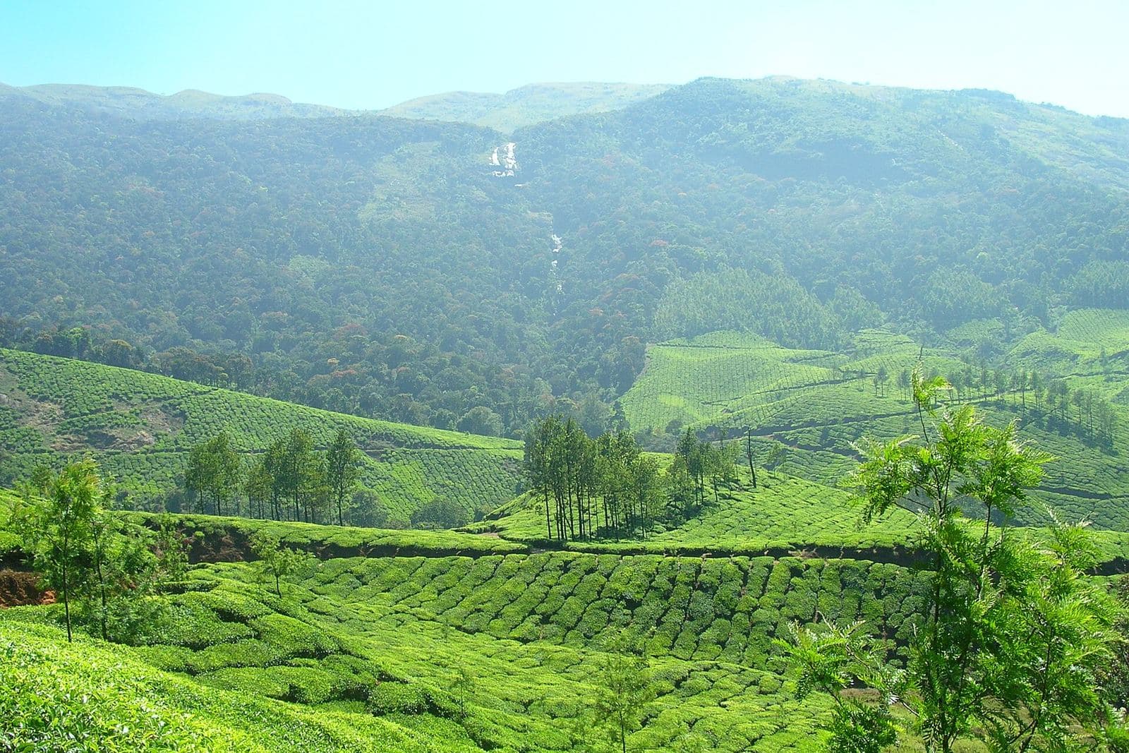 Tea plantations on the hills of Munnar