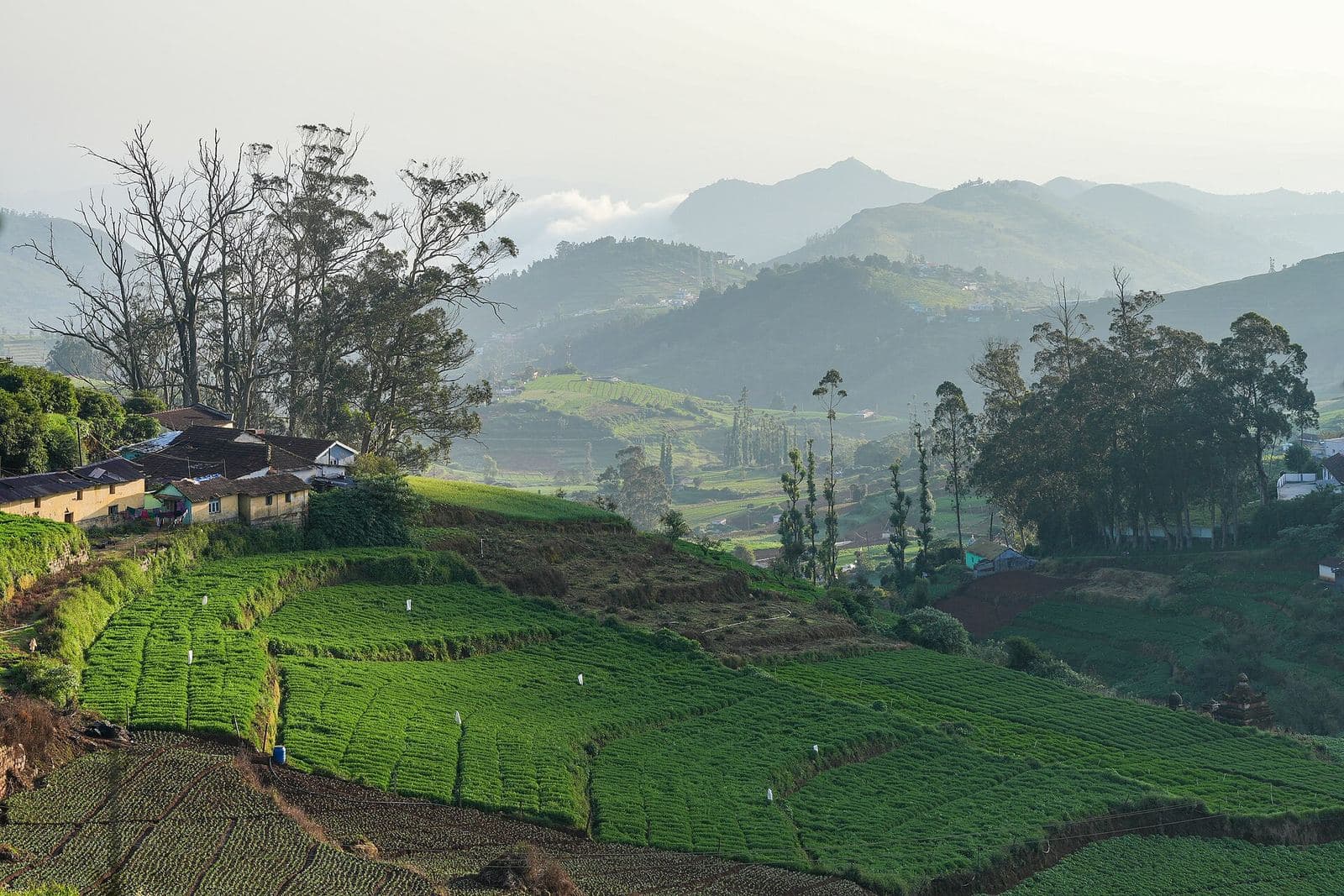 Terraced farms and hills around Ooty